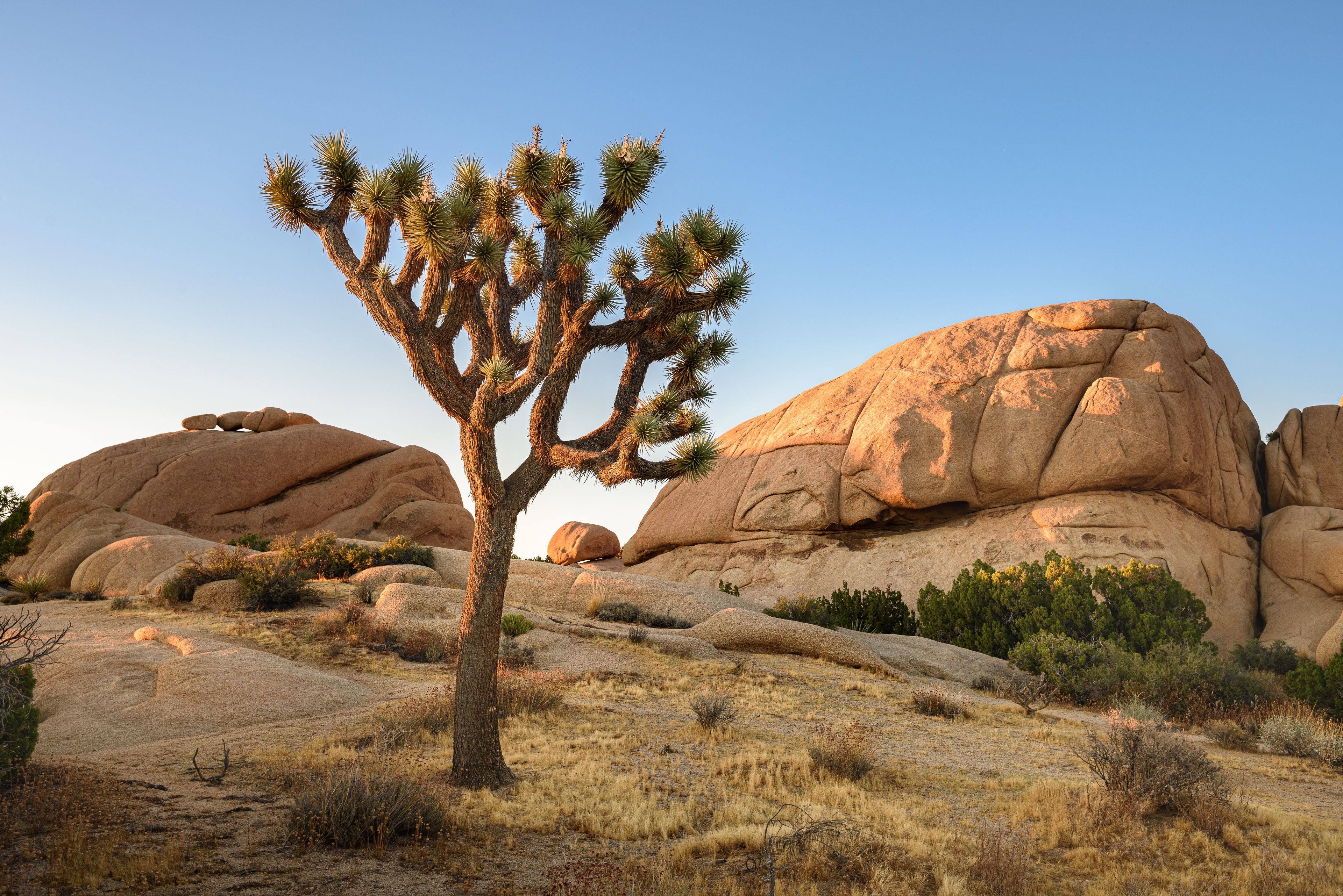 Joshua Tree National Park, Mojave Desert, California