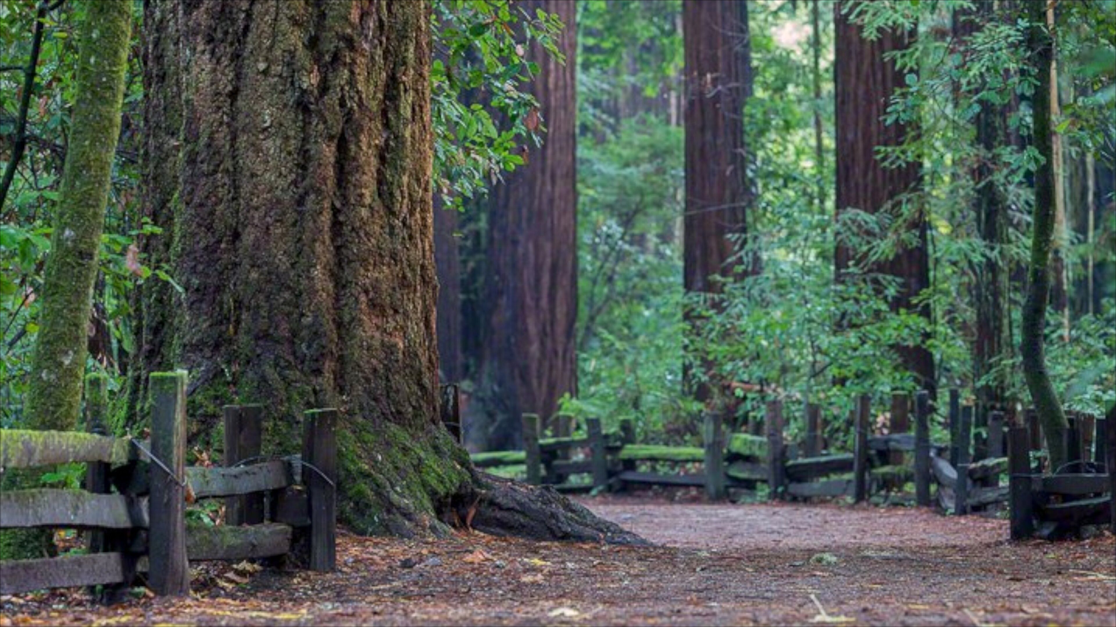 Bay Area que incluye un jardín y bosques