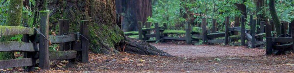 Bay Area montrant parc et forêts