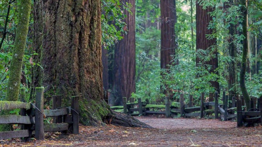 Bay Area showing forest scenes and a garden