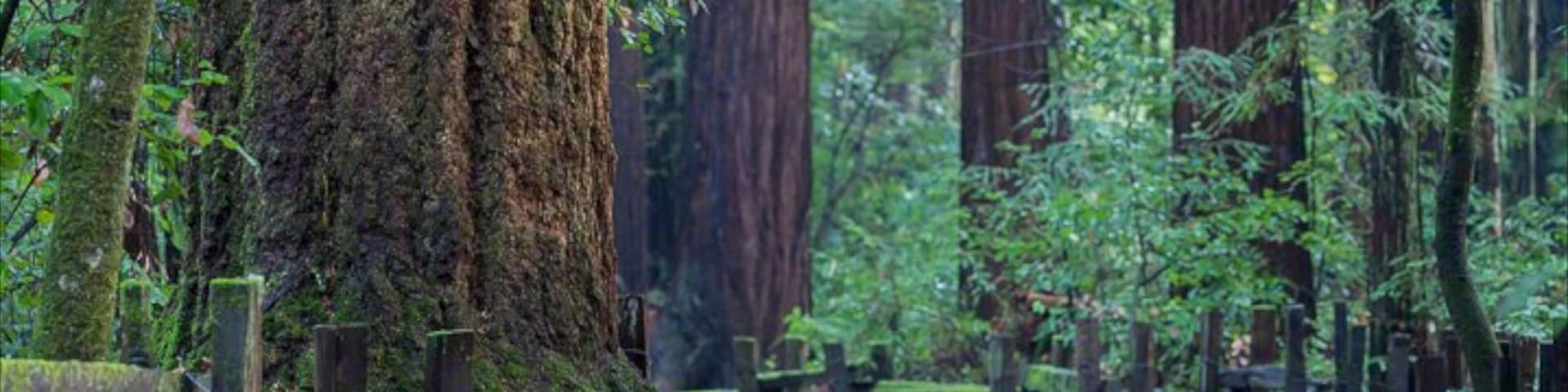 Bay Area featuring a park and forest scenes