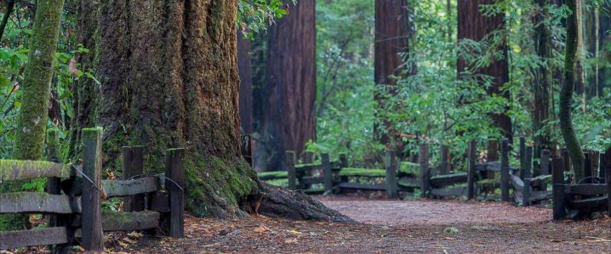 Bay Area which includes forests and a park