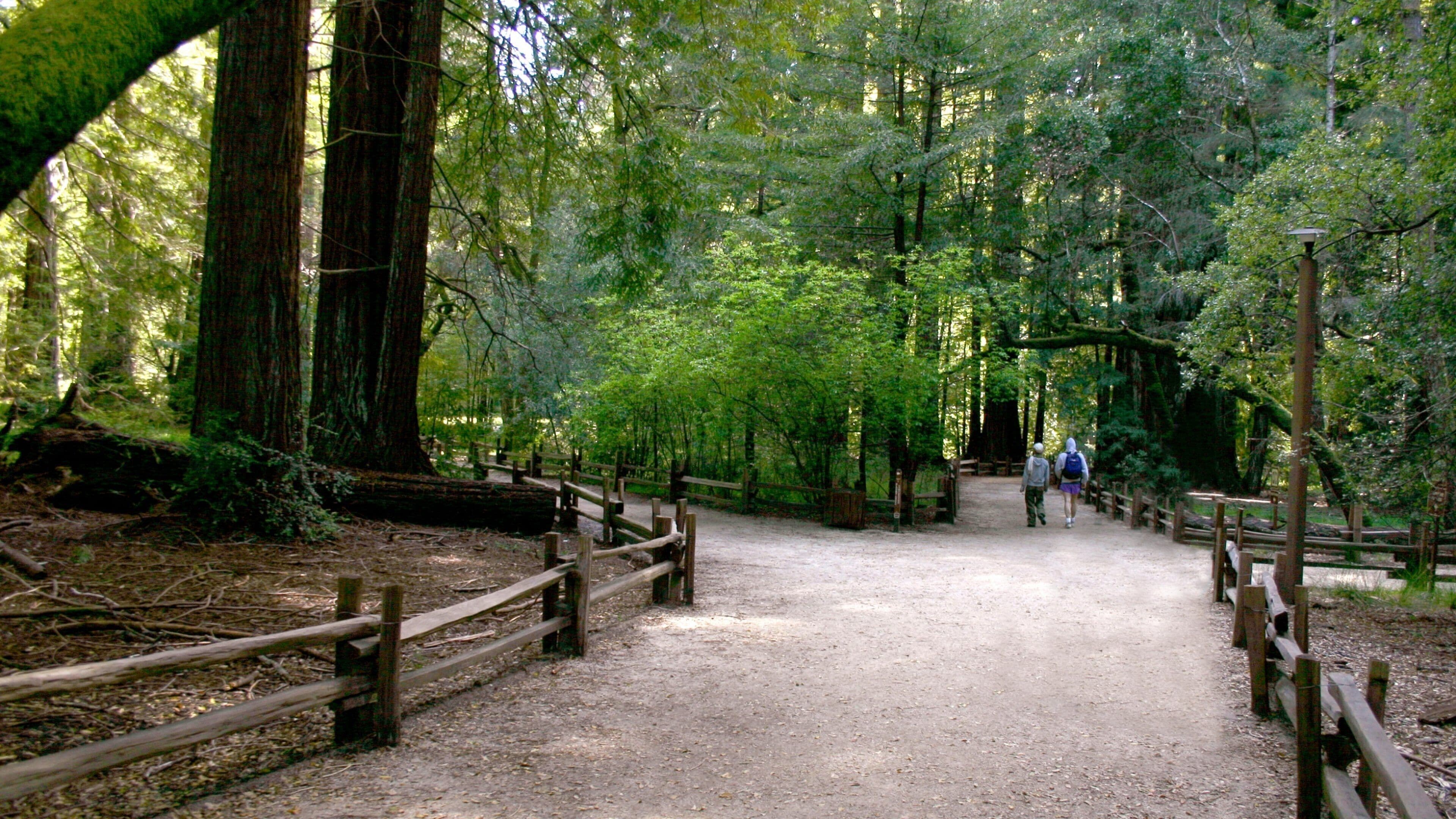Scotts Valley showing hiking or walking, a park and forest scenes