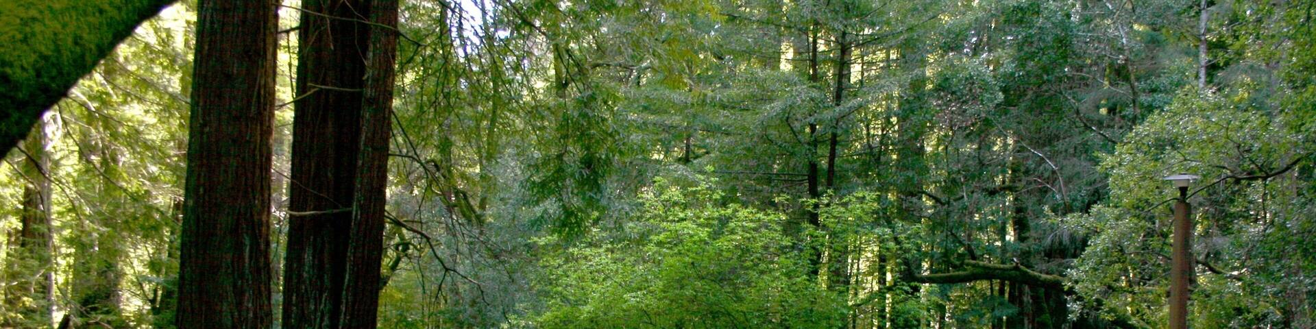 Scotts Valley showing hiking or walking, a park and forest scenes