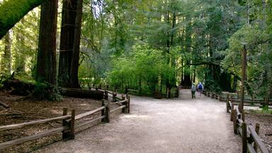 Scotts Valley showing hiking or walking, a park and forest scenes