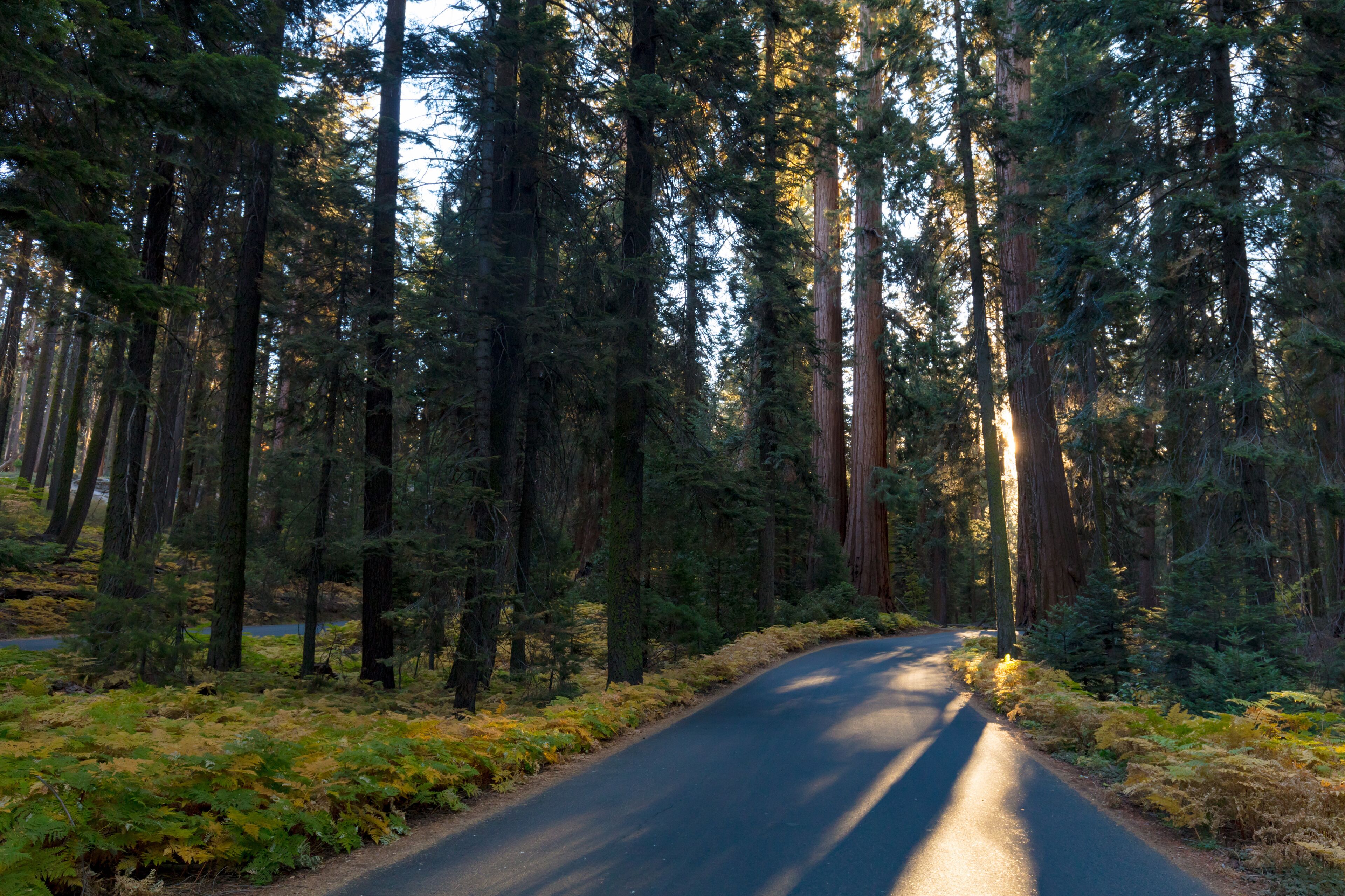 Sequoia National Park at Sunrise