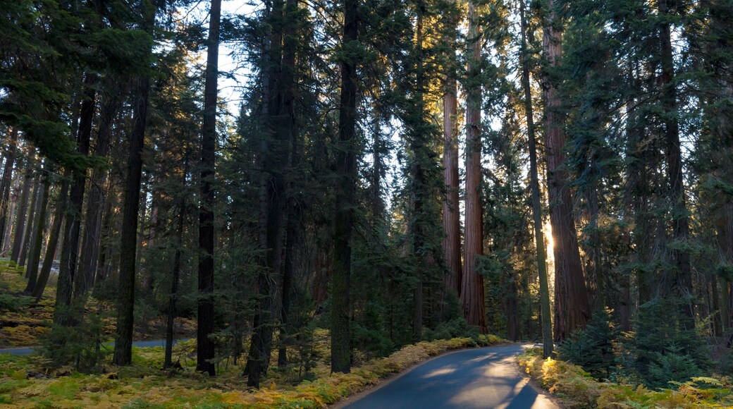 Sequoia National Park at Sunrise