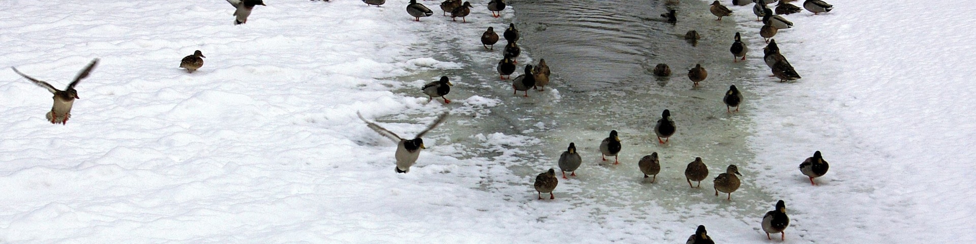 Congregating around the open water. For those birds that do not migrate South open water can be hard to come by at times during a Michigan winter.