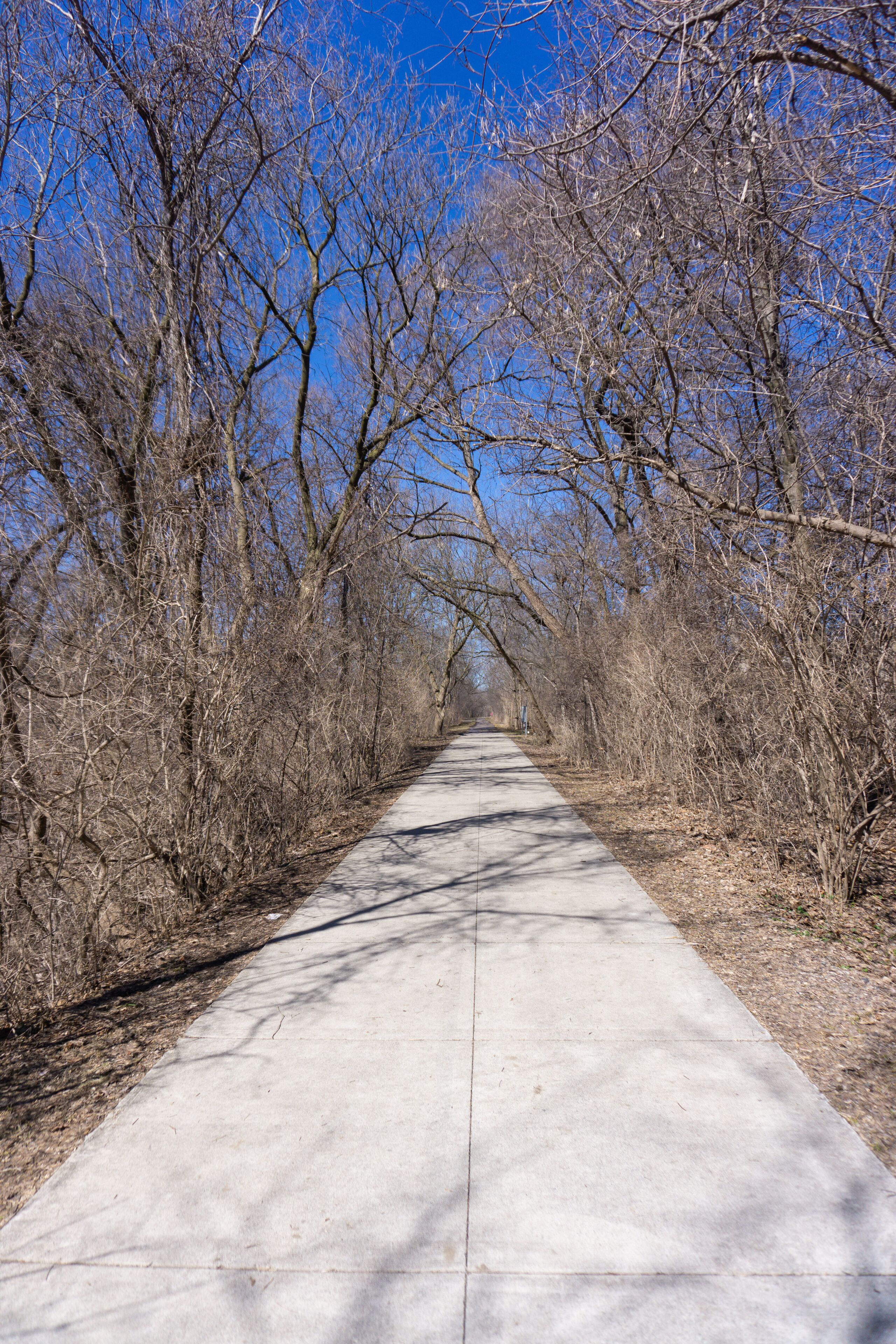 Un sendero pavimentado bordeado por árboles sin hojas bajo un cielo azul despejado.