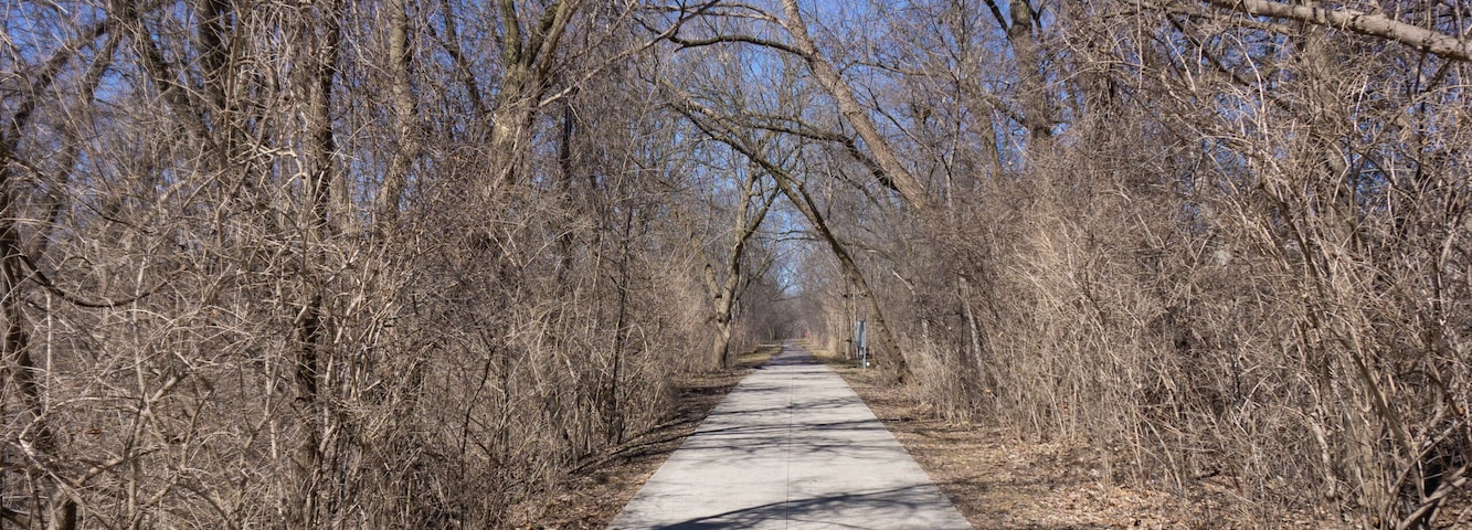 Un sendero pavimentado bordeado por árboles sin hojas bajo un cielo azul despejado.