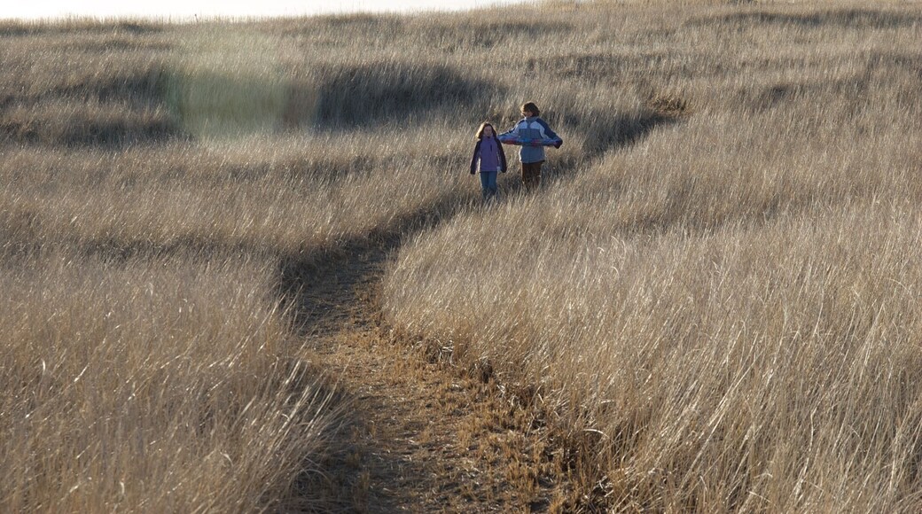The massive sand dunes at the Long Beach