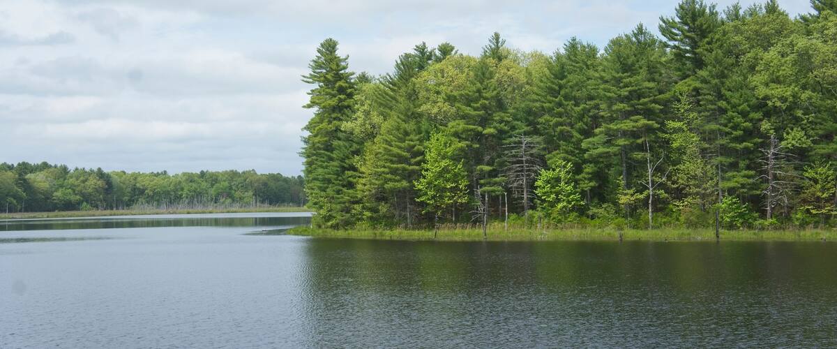 A lake surrounded by dense green forest.