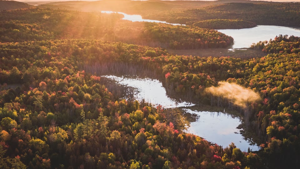 A river winding through a forest at sunset.