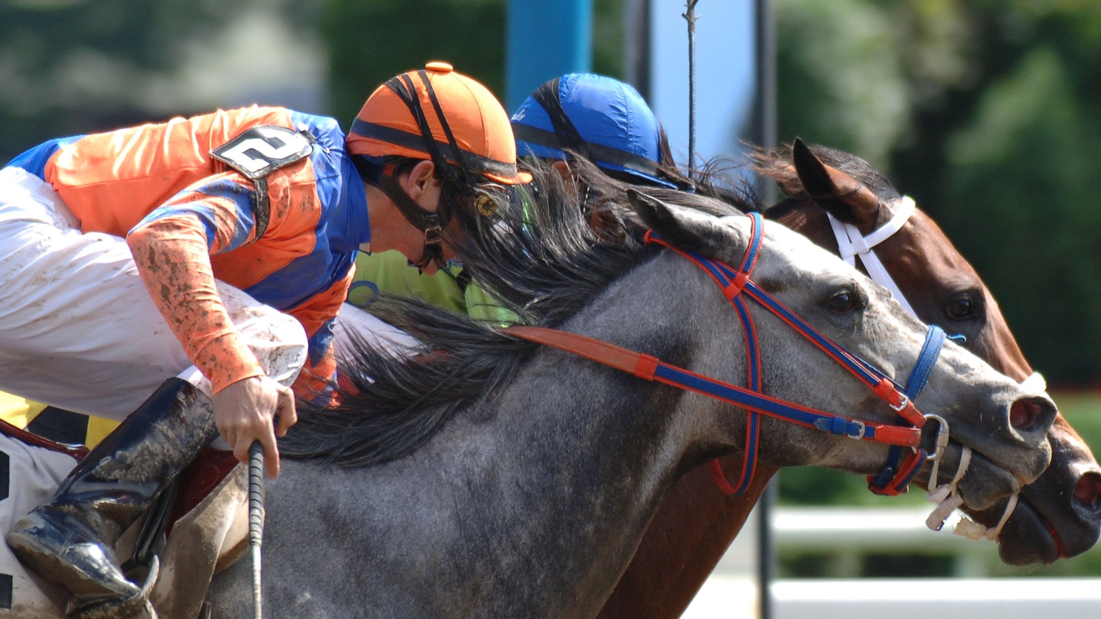 Saratoga Springs which includes land animals and horseriding