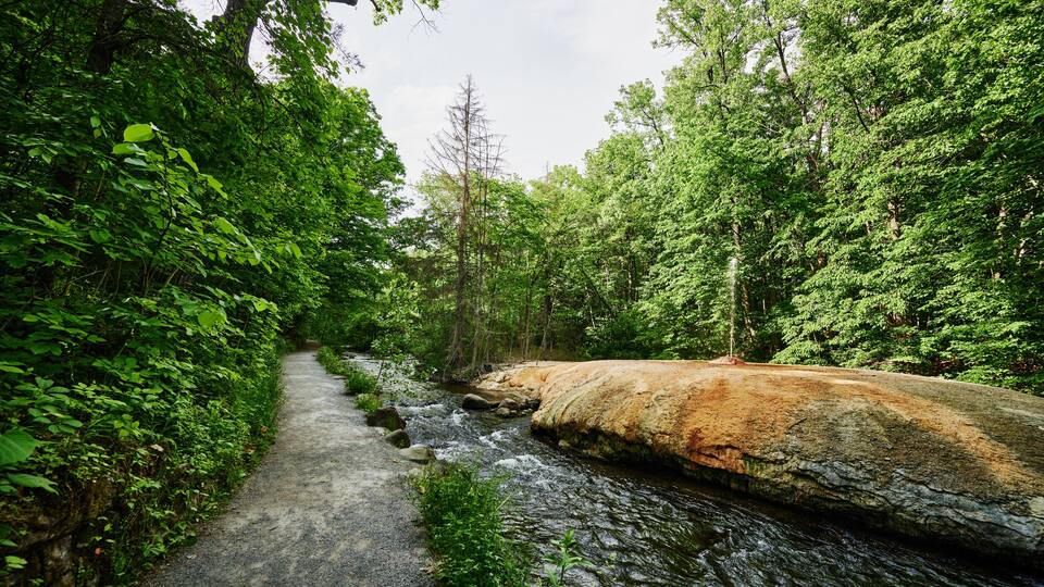 A forested path with a stream, surrounded by dense green foliage and a large rock formation.