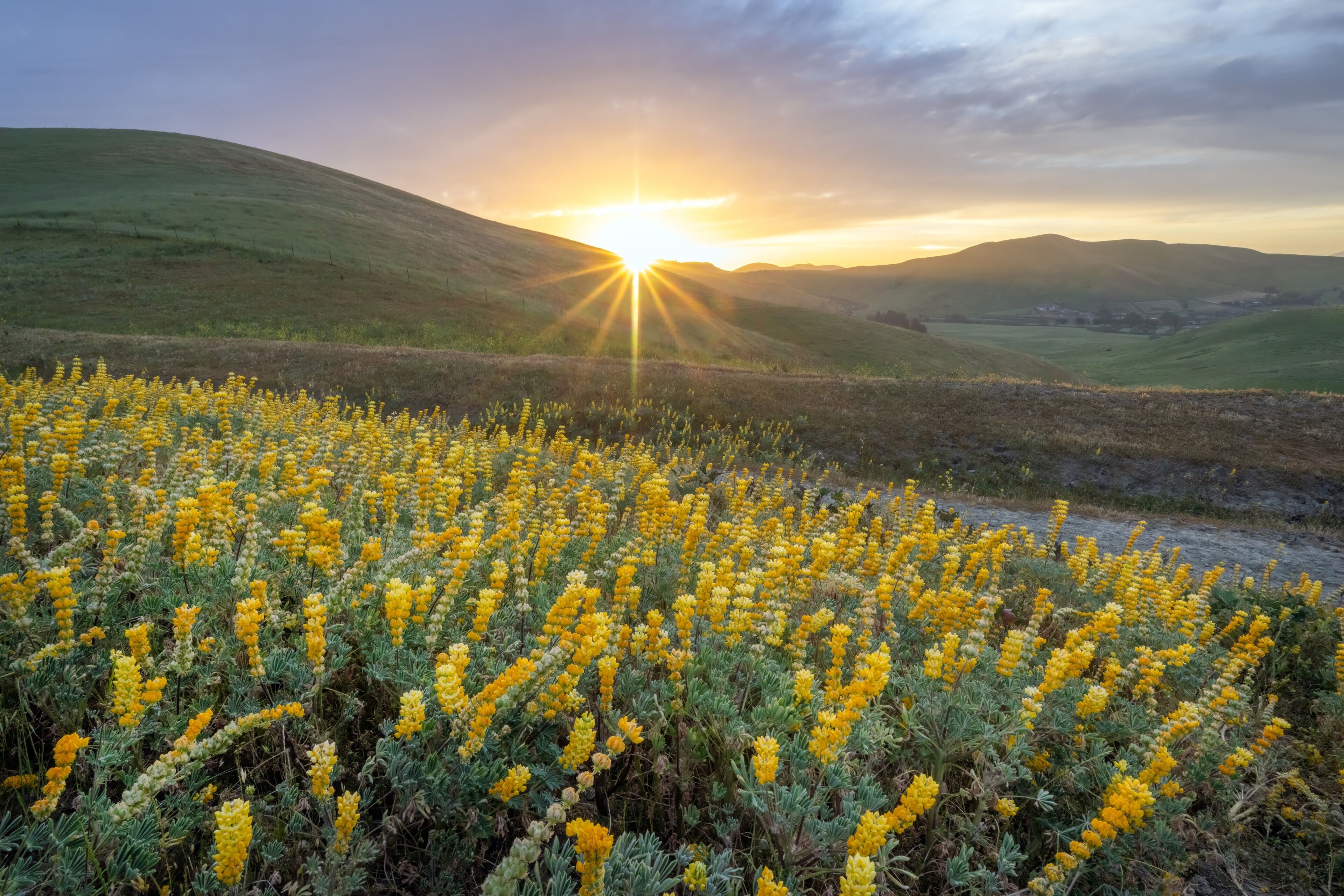 Sunrise over a field of yellow lupines in Northern California 