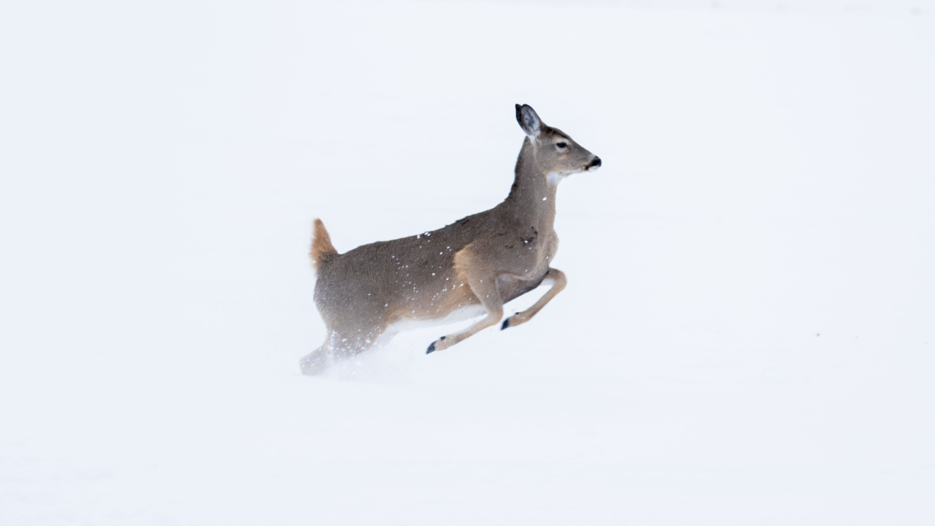 Bozeman Montana Wildlife Deer Running Through Snow Field