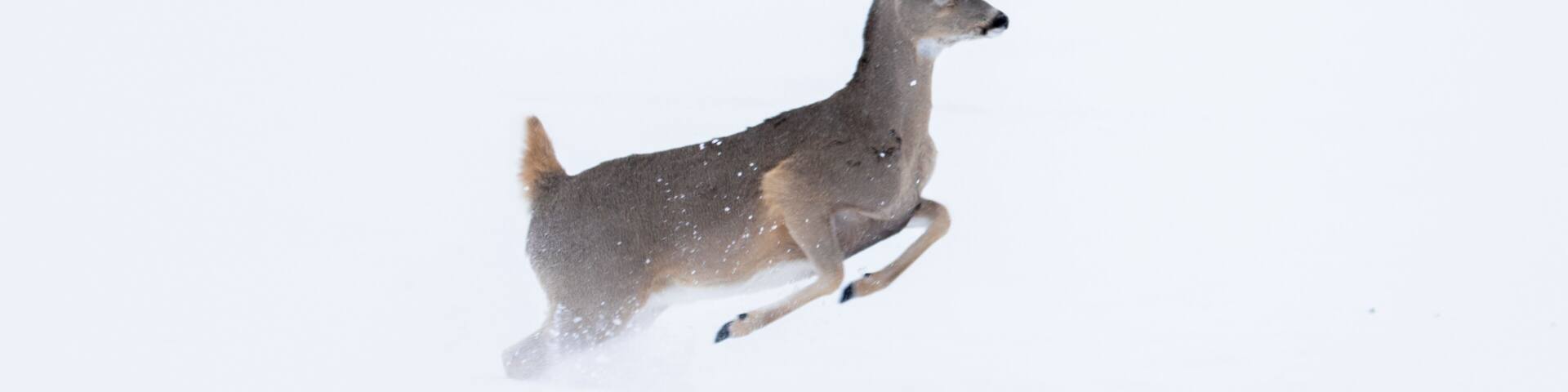 Bozeman Montana Wildlife Deer Running Through Snow Field