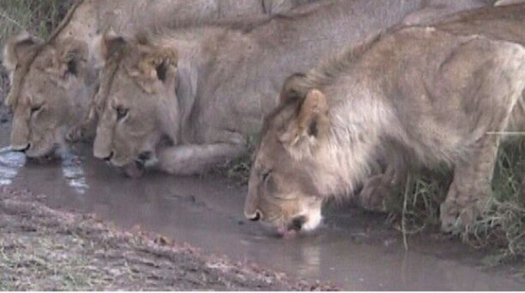 One of the larger game preserves in Tanzania, and well worth a visit. Close enough to see Kilimanjaro in the distance.