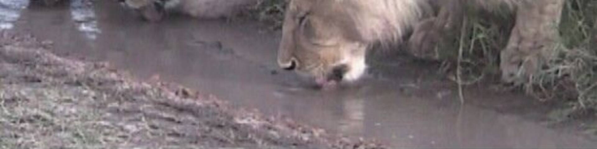 One of the larger game preserves in Tanzania, and well worth a visit. Close enough to see Kilimanjaro in the distance.