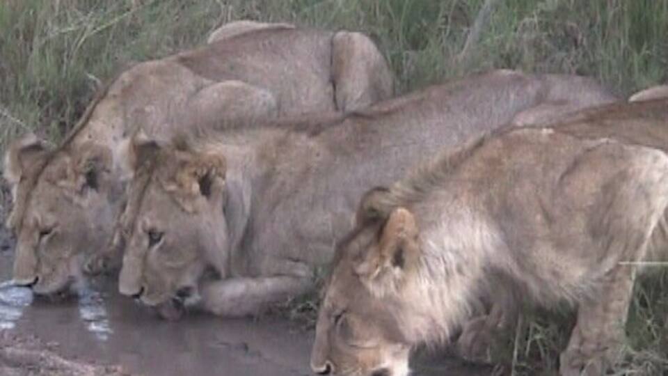 A group of lions drinking water from a muddy stream in a grassy area.
