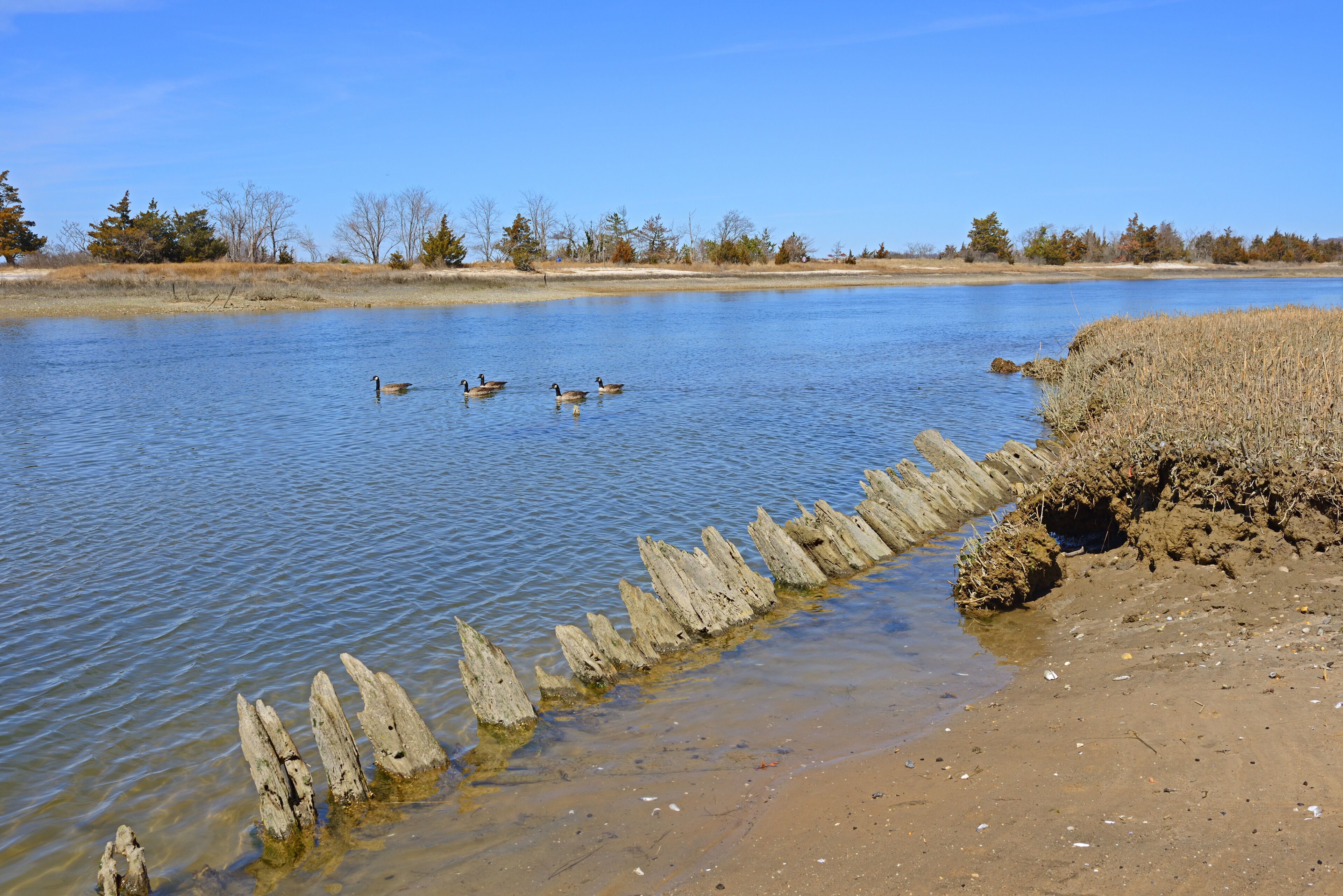 Spring. West Meadow Wetland Reserve, Stony Brook, New York, United States