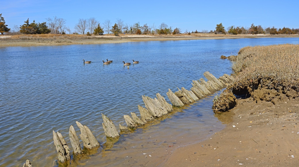 Spring. West Meadow Wetland Reserve, Stony Brook, New York, United States