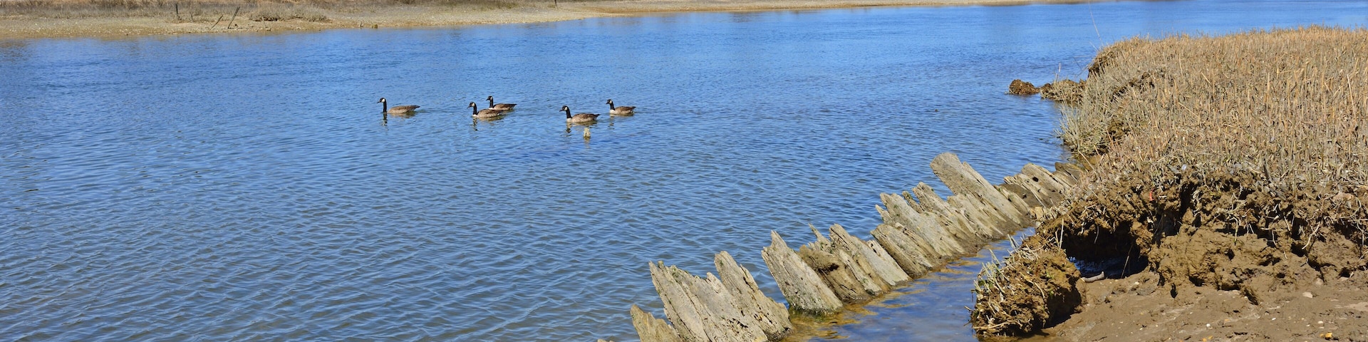 Un río tranquilo con patos nadando, una orilla arenosa y una hilera de estacas de madera.