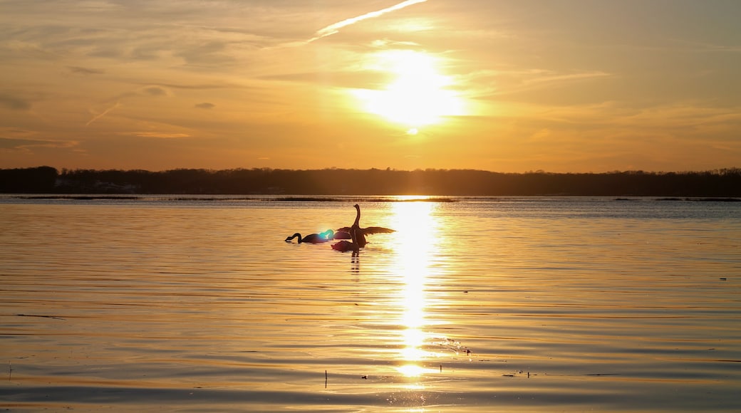 Geese Pair at Sunset
Stony Brook, New York