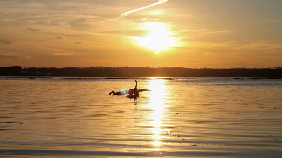 A sunset over a calm body of water with a silhouette of a bird in flight.
