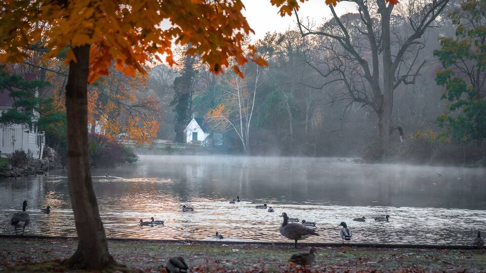 A pond with ducks, a misty background, and autumn leaves.
