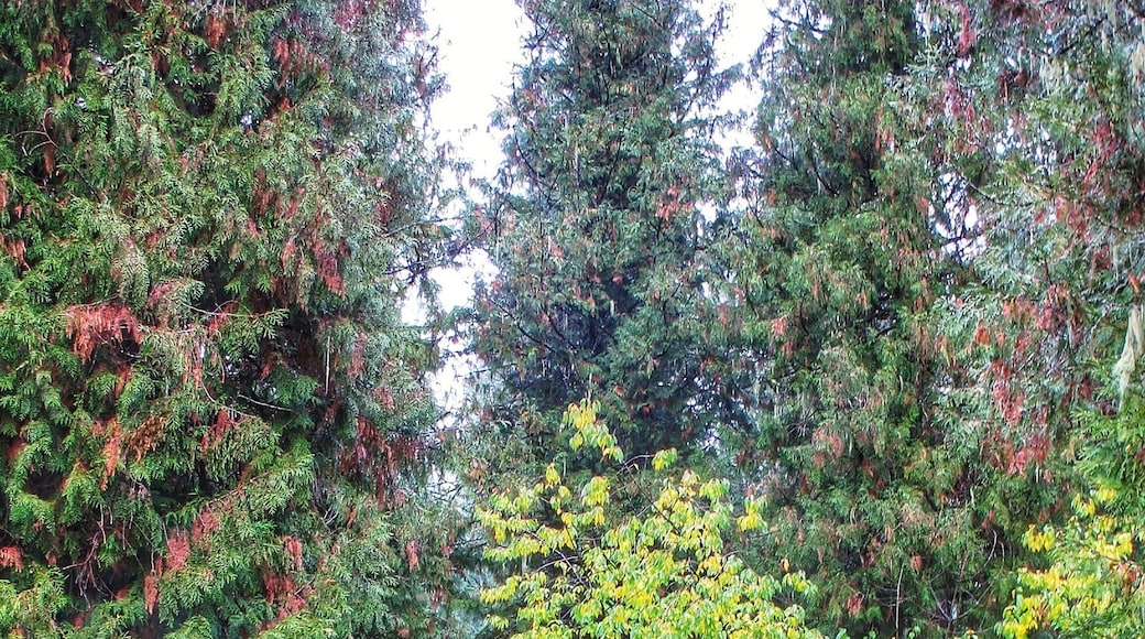 Beautiful Log Cabins and grounds just off highway 12 a stunning Fall scenic drive, Idaho