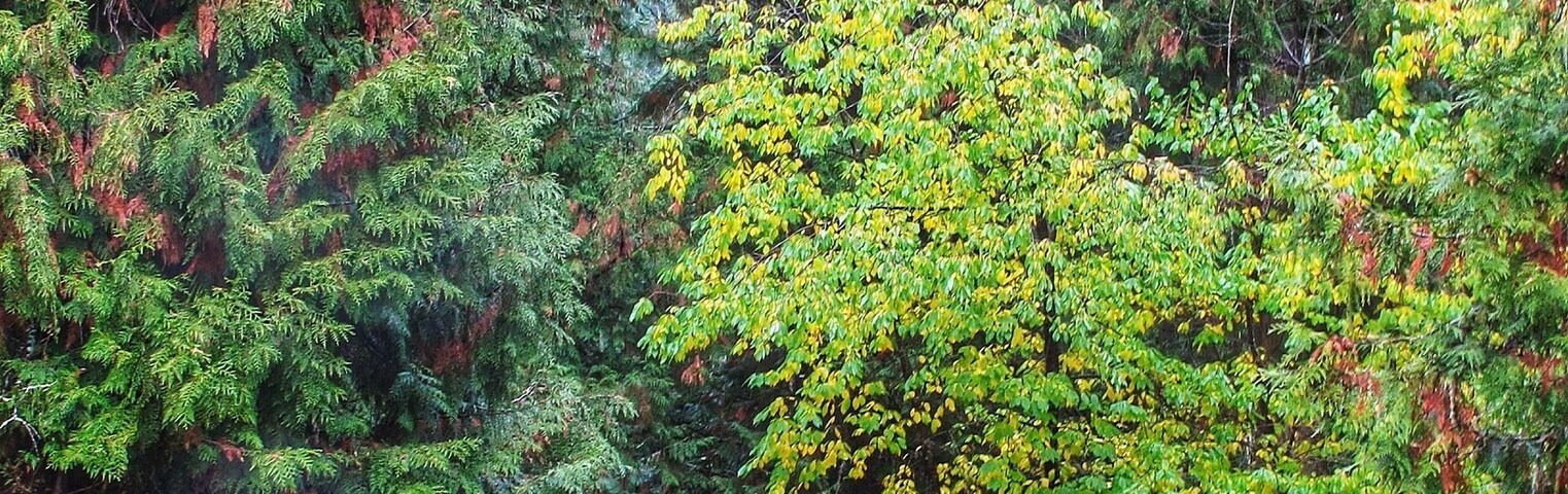 Beautiful Log Cabins and grounds just off highway 12 a stunning Fall scenic drive, Idaho