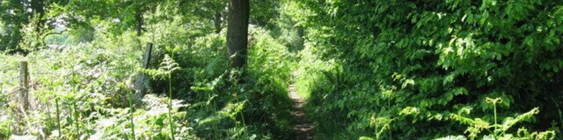 Un sendero arbolado rodeado de abundante vegetación y árboles.