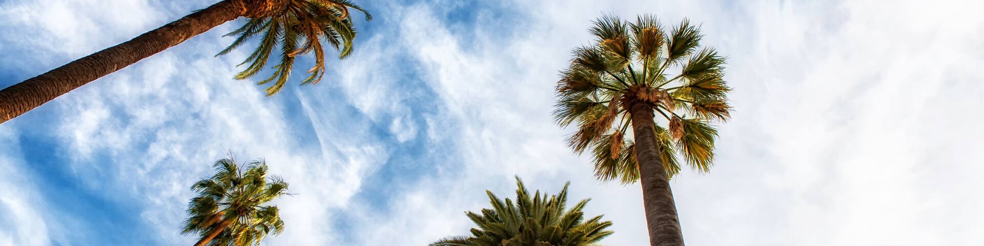 Beverly Hills Los Angeles Rodeo Palm Trees