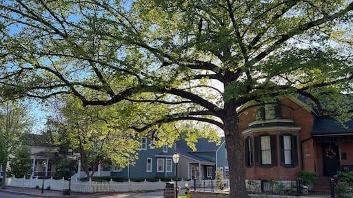 Urban Tree Canopy in historic Saint Charles Missouri