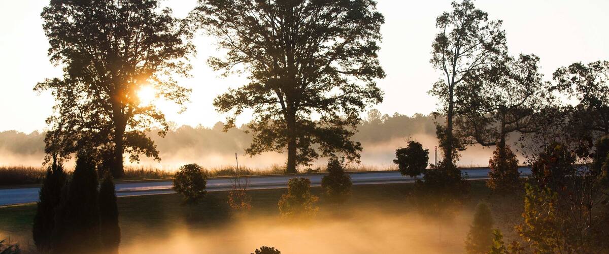 A misty landscape with trees and a road during sunrise.