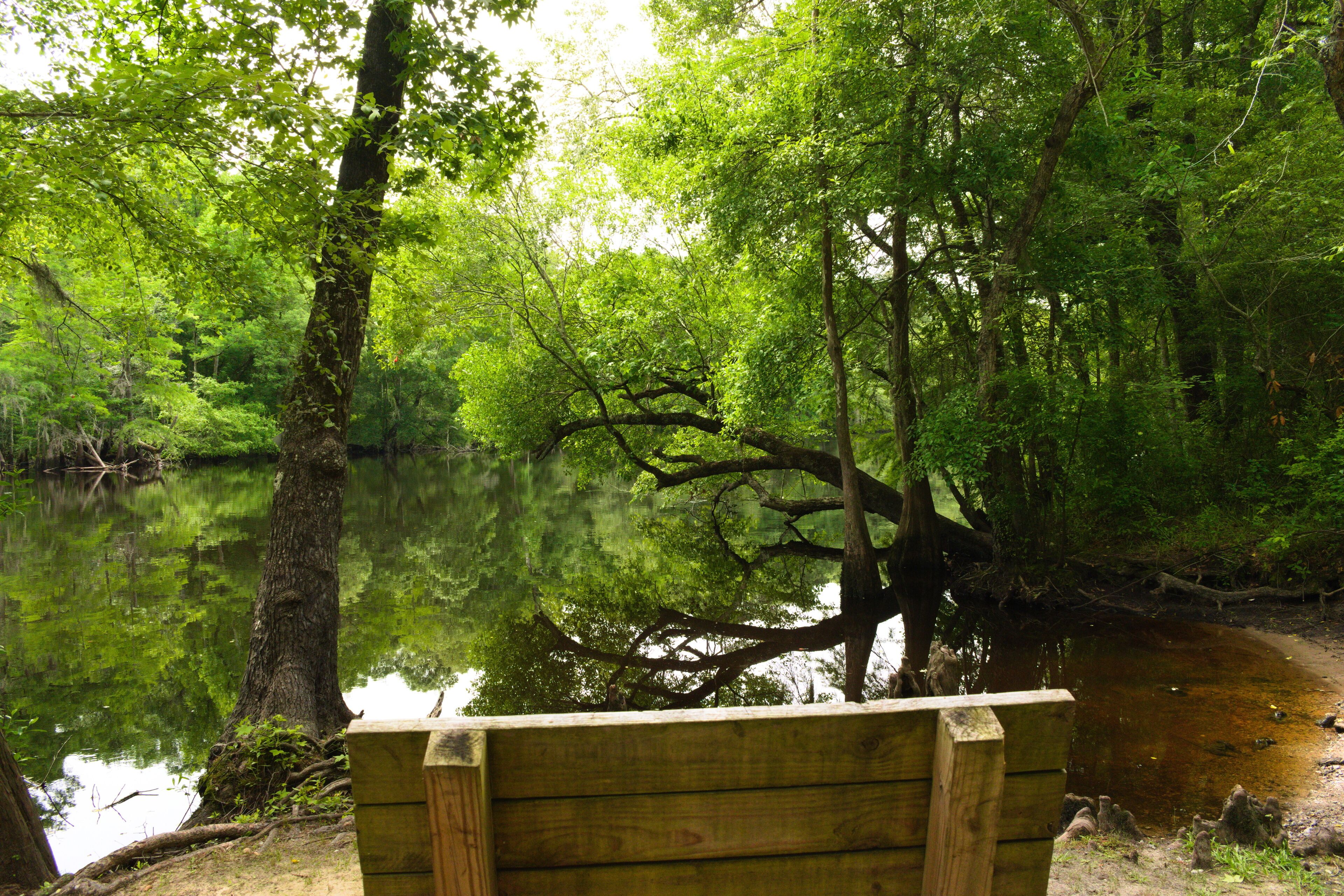 A bench with a great view along a hiking trail along the river at Lumber River State Park.