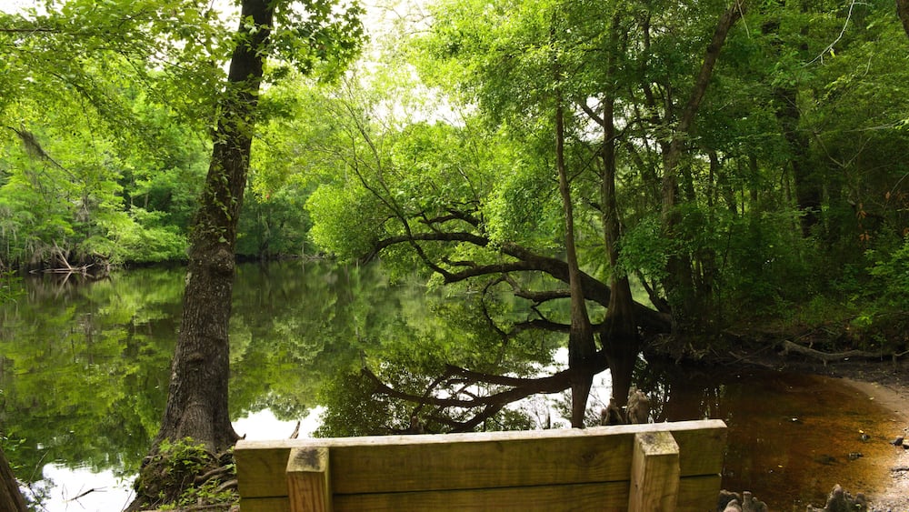A wooden bench overlooking a calm river surrounded by dense green foliage.