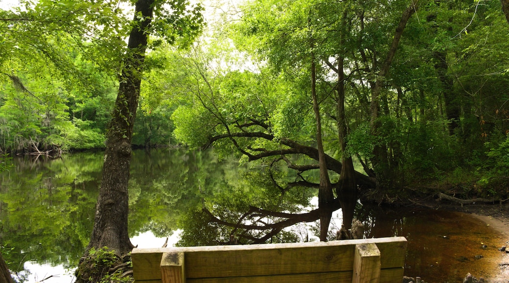 A bench with a great view along a hiking trail along the river at Lumber River State Park.