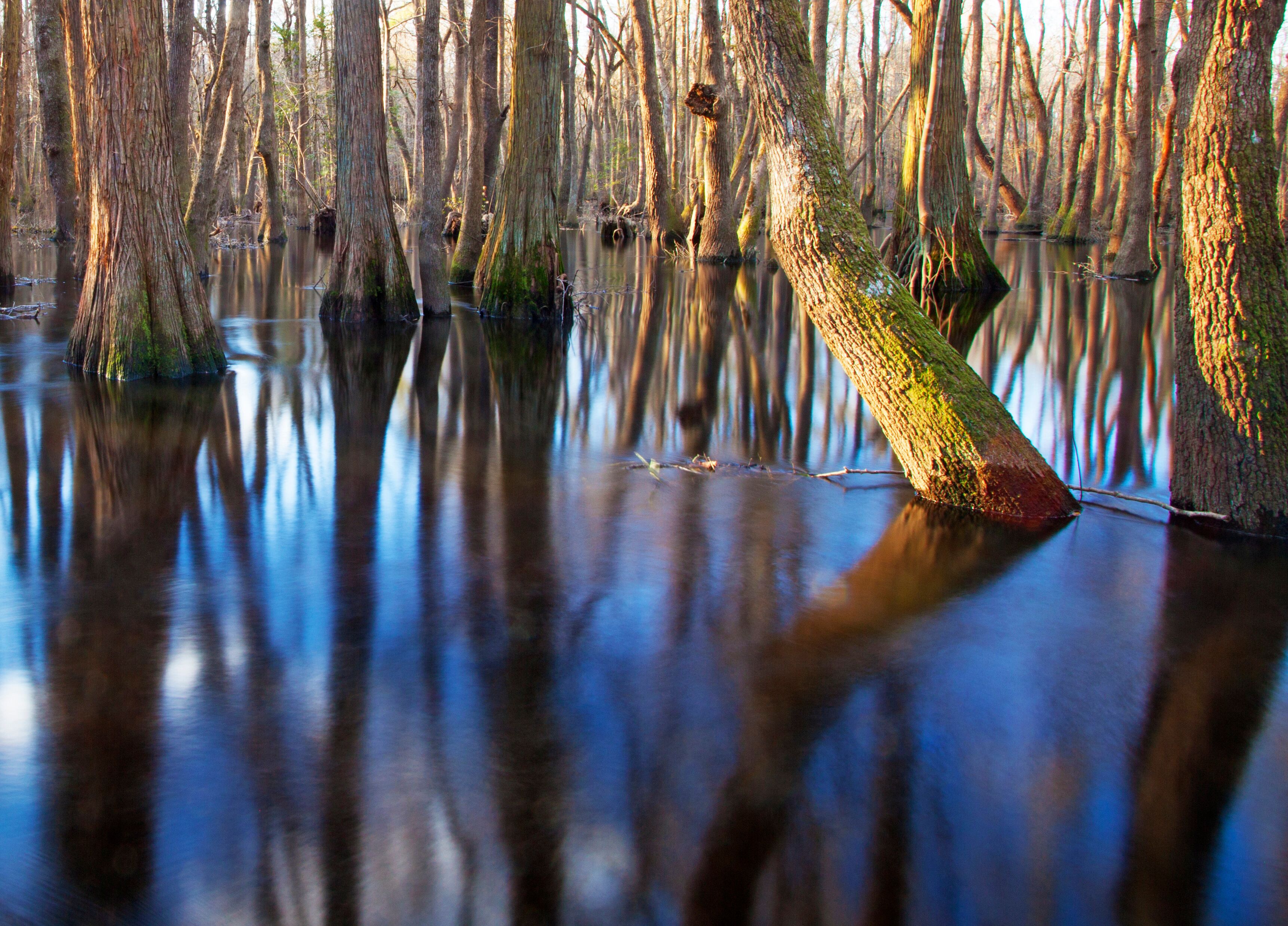 Flooded trees