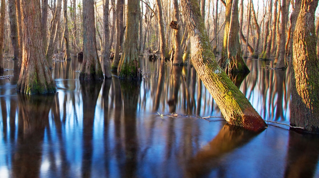 Flooded trees