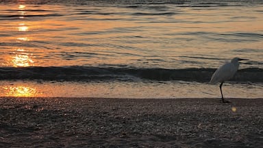 Un goéland sur une plage de galets au coucher du soleil, le soleil se reflétant sur l’eau.
