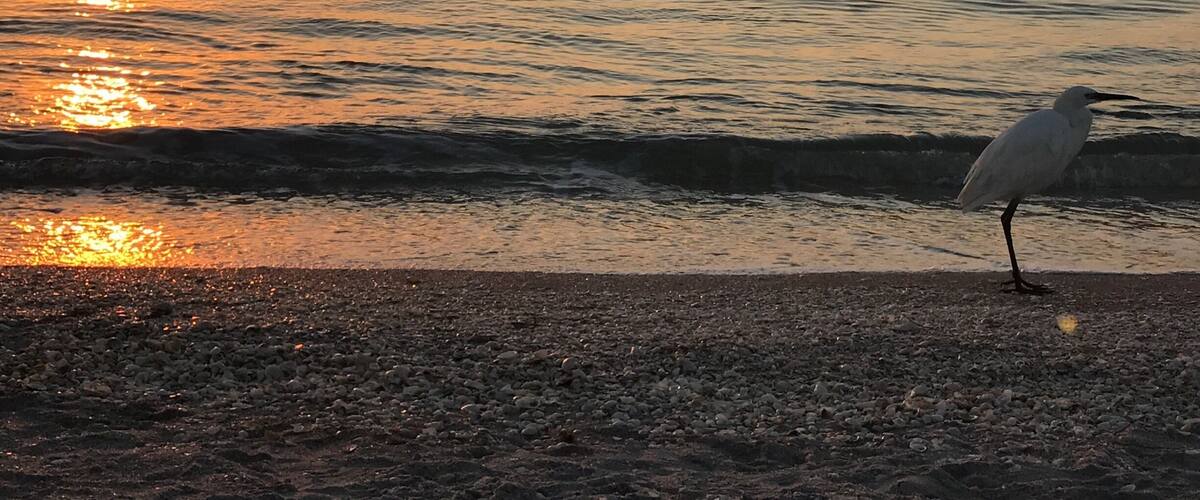 A seagull on a pebbly beach at sunset with the sun reflecting on the water.