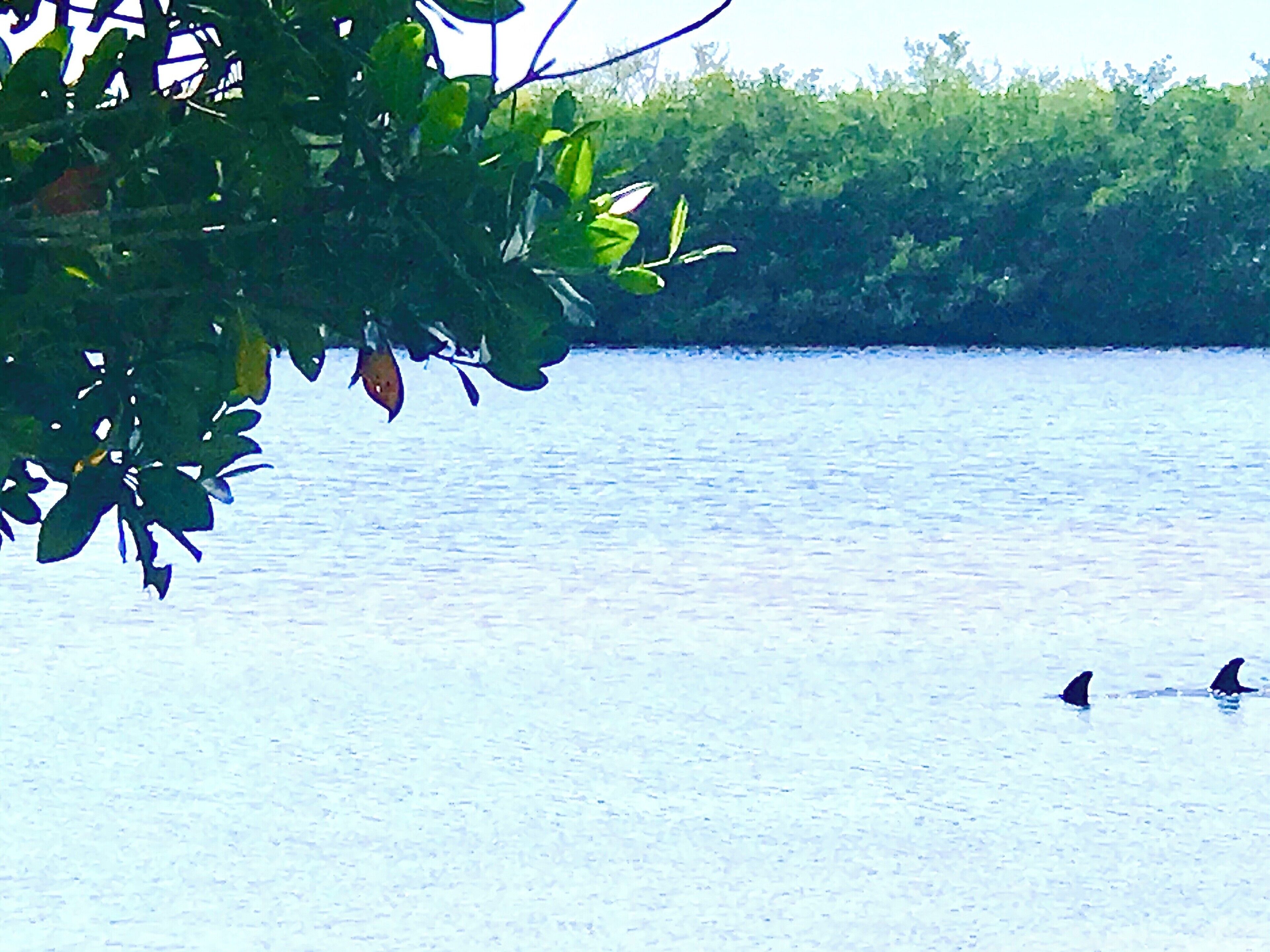Itâs not everyday you see dolphins inside Ding Darling National Wildlife Refuge! These two made their way through a culvert. It reportedly has been at least 15 years since any were spotted this close to the road. (Very common off of the Sanibel beaches ) Happy feeding beautiful creatures đŹ #wildlife #sanibel