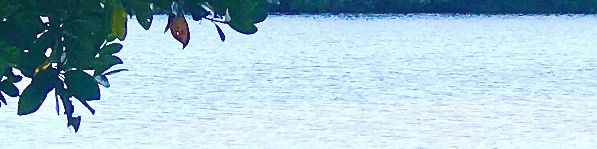 It’s not everyday you see dolphins inside Ding Darling National Wildlife Refuge! These two made their way through a culvert. It reportedly has been at least 15 years since any were spotted this close to the road. (Very common off of the Sanibel beaches ) Happy feeding beautiful creatures 🐬 #wildlife #sanibel