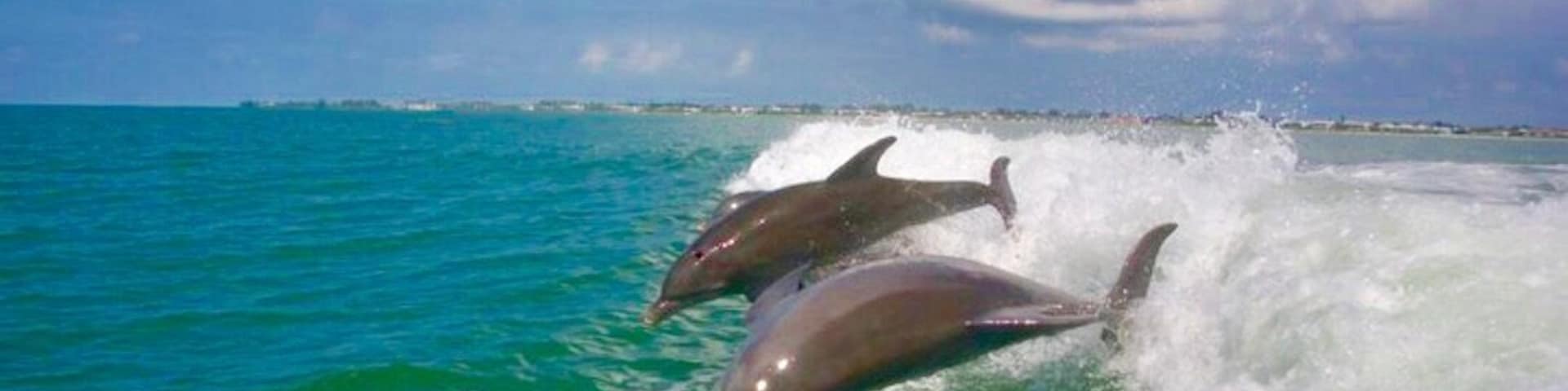 Delfines saltando de las olas del océano.