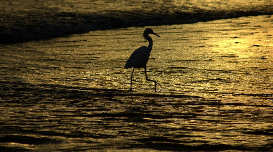 #Sanibel #beachtips #Golden #GreatOutdoors #Nature
Egret at sunset
If you need peace and contact with nature, this is the place.