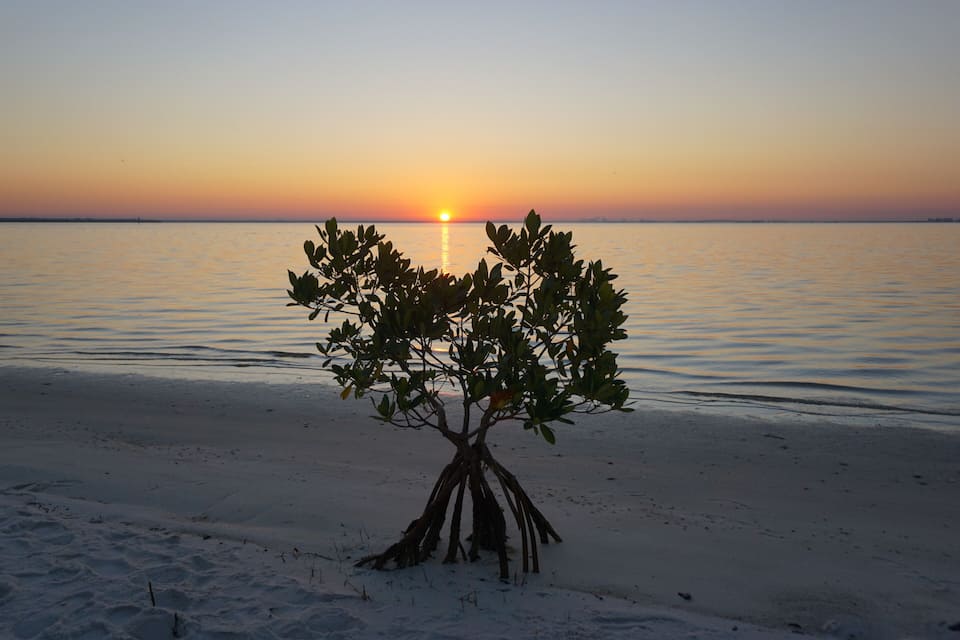 Un árbol en una playa arenosa con el sol poniéndose al fondo.