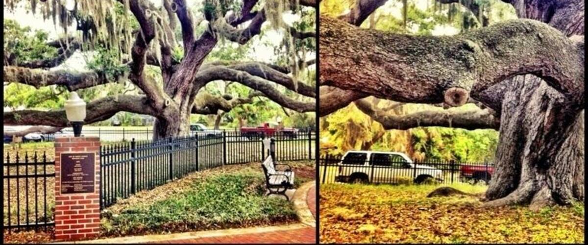 "The Baranoff Oak" Reportedly the oldest living Live Oak Tree in Pinellas County. Estimated to be between 300 and 500 years old.
